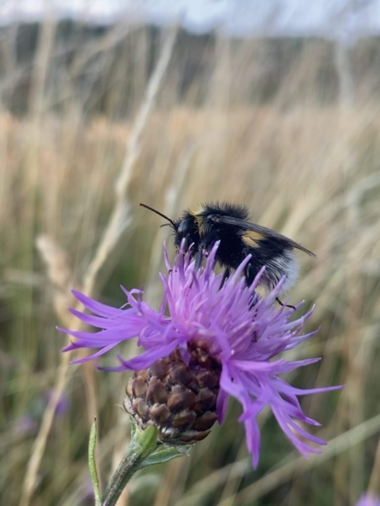 Privates Foto einer Hummel auf einer Blume Hummel sitzt auf einer lila Blume in einem grasbewachsenen Feld.